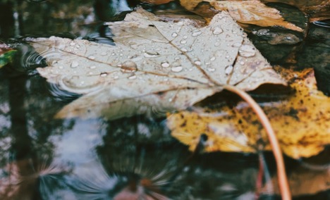 You Shouldn't Skip Leaf Removal