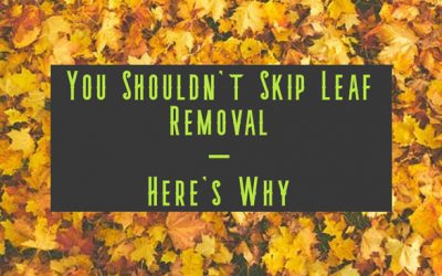 You Shouldn’t Skip Leaf Removal – Here’s Why