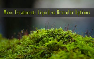 Moss Treatment: Liquid vs Granular Options