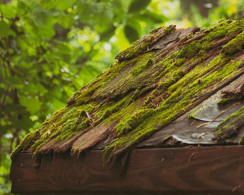 Moss And Your Home’s Roof