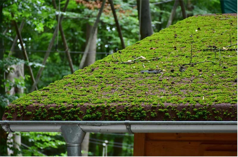 The Dangers Of Roof Moss in Winter