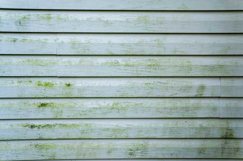 Moss, Mold, and Grime: Pressure Washing Solutions for Portland Properties